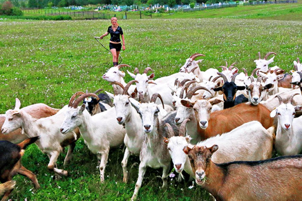 JEFTINIJE OD LJUDI: Koze šišaju travnjake bolje od ovaca