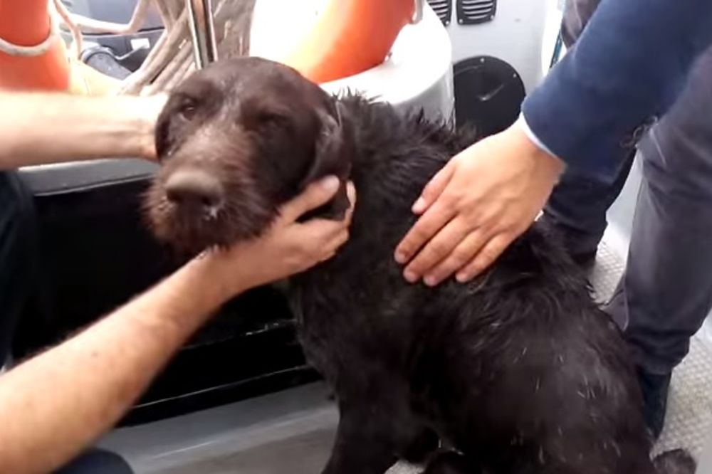 (VIDEO) IZGUBIO SE JUREĆI ZA PTICAMA: Pogledajte kako je rečna policija spasla psa iz Dunava!