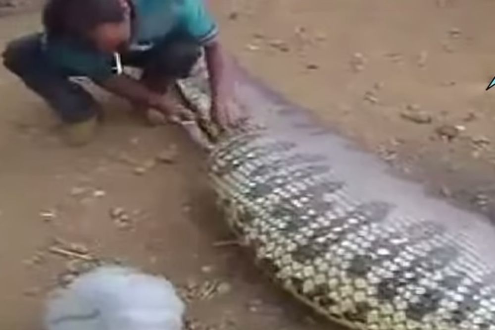 (VIDEO) RASPORILI SU UTROBU ANAKONDE: Usledio je zastrašujući prizor!