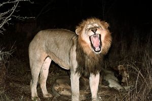 BEZ MILOSTI: Ubijen i Džeriho, brat najčuvenijeg afričkog lava Sesila
