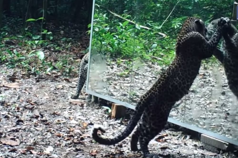 (VIDEO) LEOPARD SA DRUGE STRANE OGLEDALA: Životinje sa čuđenjem gledaju svoj odraz