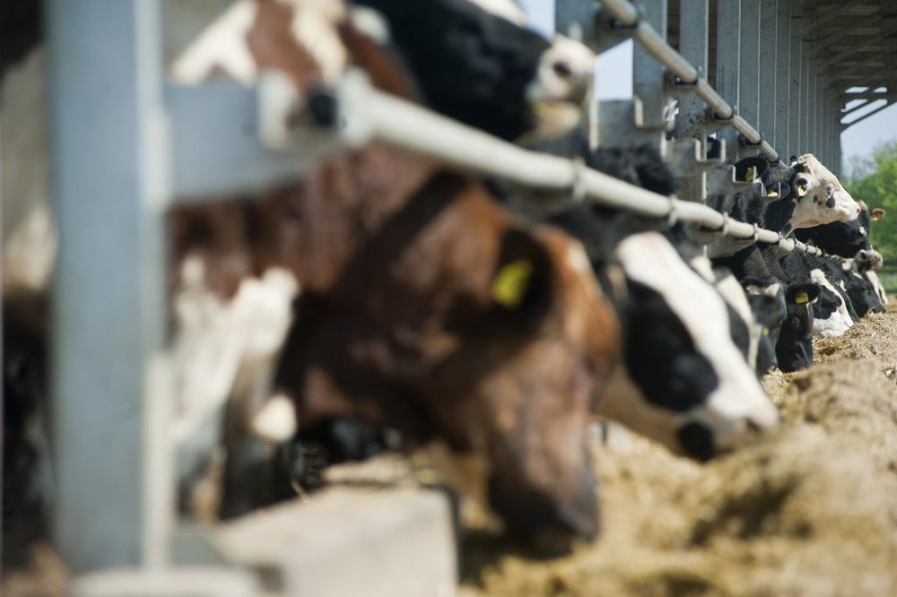 SRBIJA ŠTITI DOMAĆE: Vlada uvela prelevmane na uvoz mleka