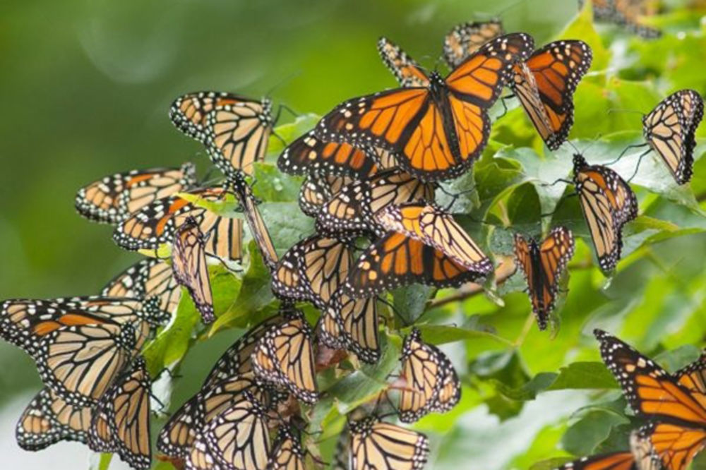 OD MEKSIKA DO KANADE: Bela kuća pravi put s odmaralištima za leptire!