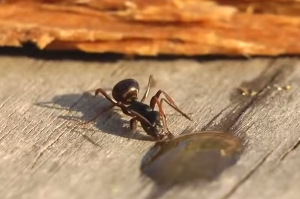 (VIDEO) U ALKOHOLU NESTAO: Mali mrav, ali veliki kapacitet!