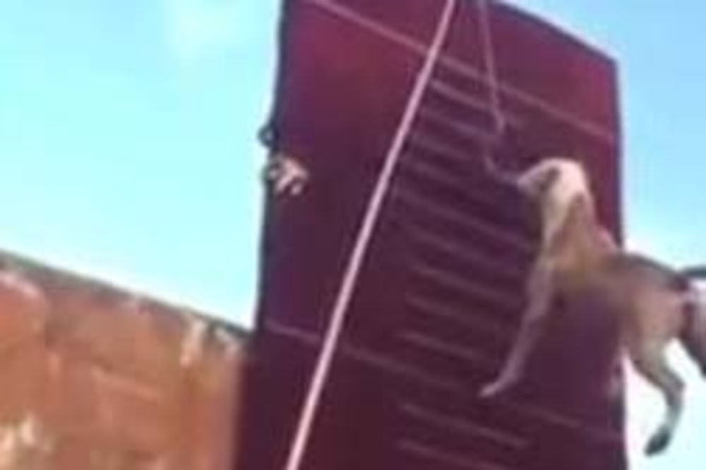 VIDEO I FOTO OVO ĆE VAS ODUŠEVITI: Ovog psa ni četiri metra zida ne mogu zaustaviti