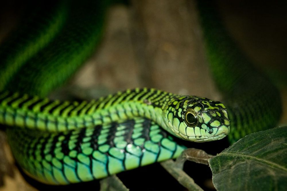 5 DANA KRVARENJA IZ SVIH OTVORA NA TELU: Ne želite da sretnete ovu zelenooku zmiju!
