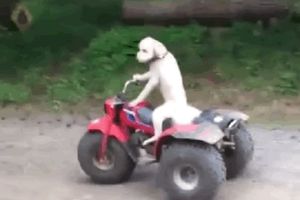 (VIDEO) A GDE TI JE KACIGA: Ovaj pas vozi bolje od većine ljudi!