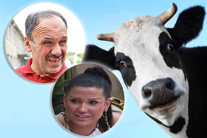 ZMAJ OD ŠIPOVA GOVEDAR: Tijana Ajfon je gluplja od moje krave!