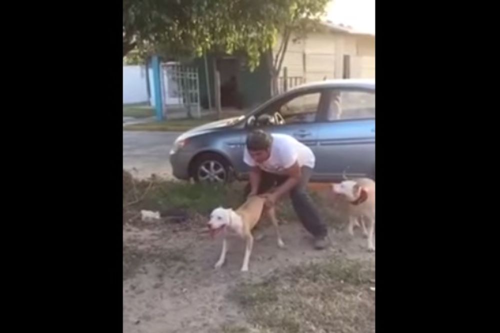 (VIDEO) OPAKI PIT BUL: Snimak koji će vas izbezumiti i moraćete da ga pogledate nekoliko puta