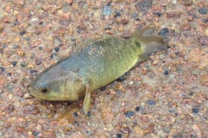 (VIDEO) PANIKA U AUSTRALIJI: Riba koja hoda po kopnu i guši životinje!