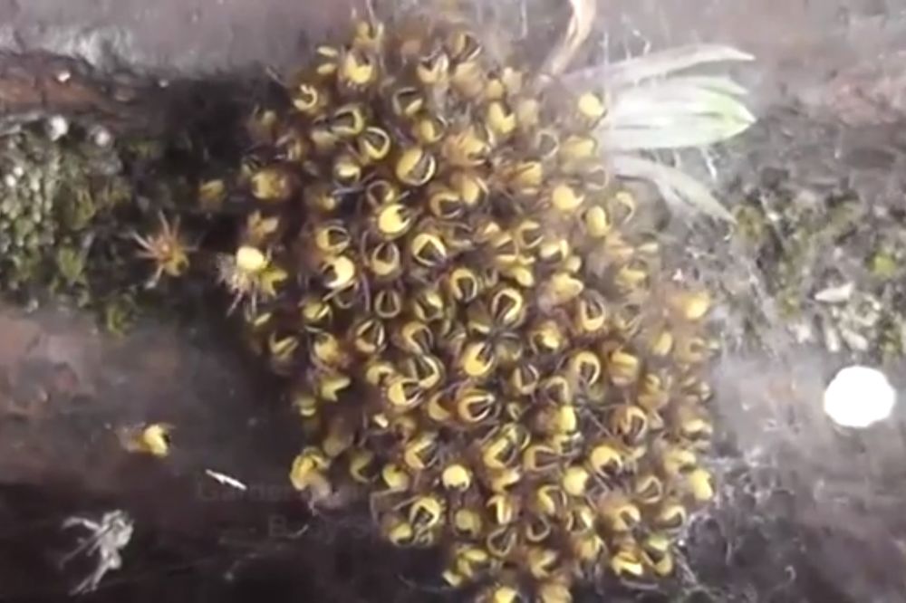 (FOTO I VIDEO) DA SE NAJEŽIŠ: Najezda malih žutih paukova teroriše stanovništvo!