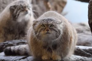 VOLE JE KRIJUMČARI: Palasova mačka je najskuplja na svetu