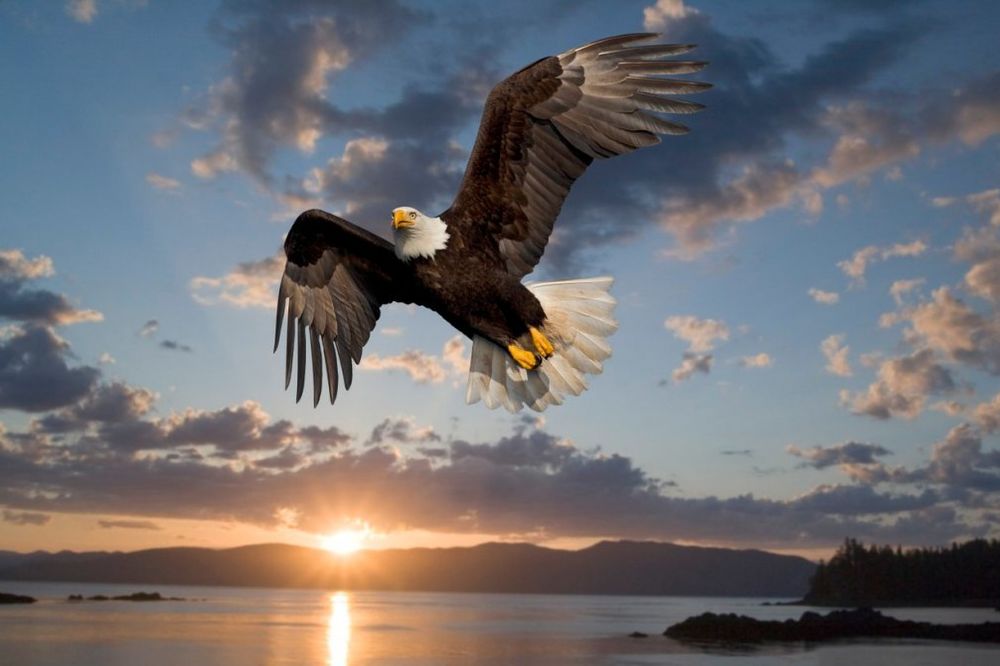 Mudrost orla nas oslobađa prošlosti: Mit je star koliko i ova moćna ptica