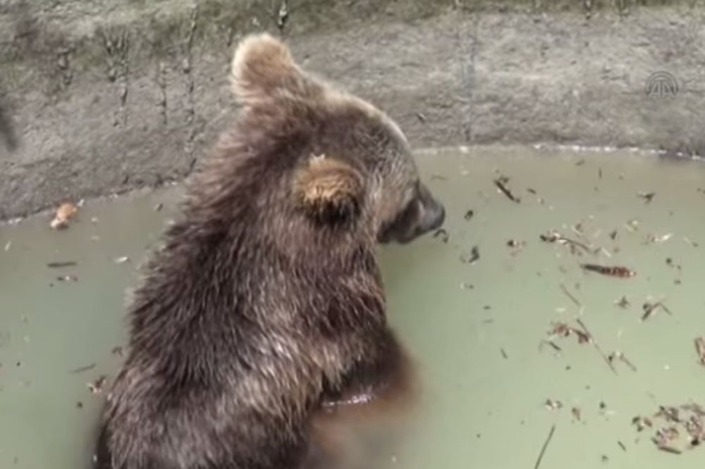 (VIDEO) SVAKA IM ČAST: Medveda koji je upao u bunar seljaci spasili uz pomoć merdevina