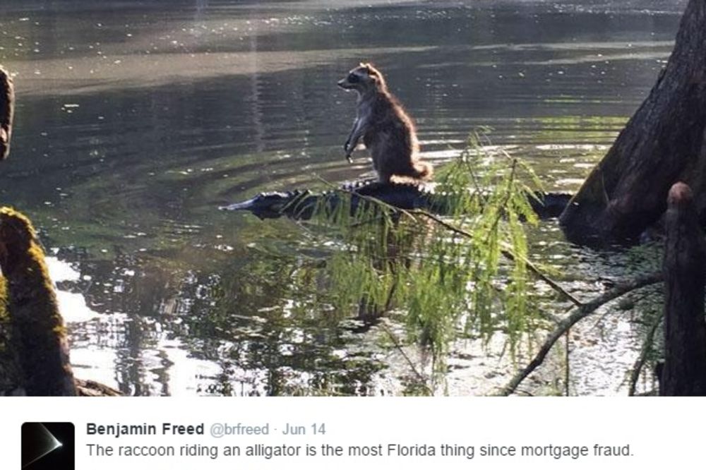 (FOTO) SAMO NA FLORIDI: Rakun ustopirao aligatora