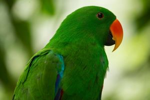 (VIDEO) KAKO PRAVILNO ISTRENIRATI SVOG PAPAGAJA: Pogledajte zašto je ovaj papagaj dobio poljubac
