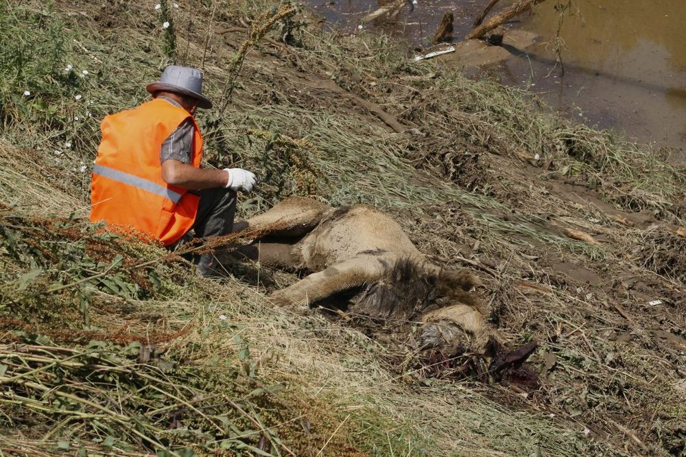 STRAVA U GRUZIJI: Odbegli lav iz zoo-vrta ubio čoveka u centru Tbilisija!