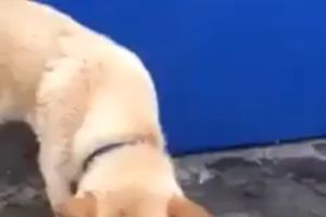 (VIDEO) IZDVOJITE MINUT I OSTAĆETE BEZ TEKSTA: Kada vidite šta ovaj pas radi, dobro ćete razmisliti