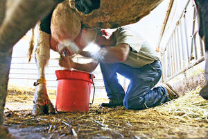 OČAJ: Mleko u prahu gasi srpske farme krava