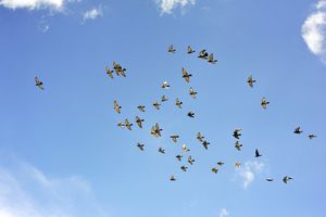 PILOTI OPREZ: 70.000 golubova nad Portugalijom
