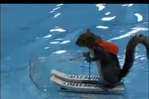 (VIDEO) HIT NA INTERNETU: Ova hrabra i vešta veverica će vas oduševiti!