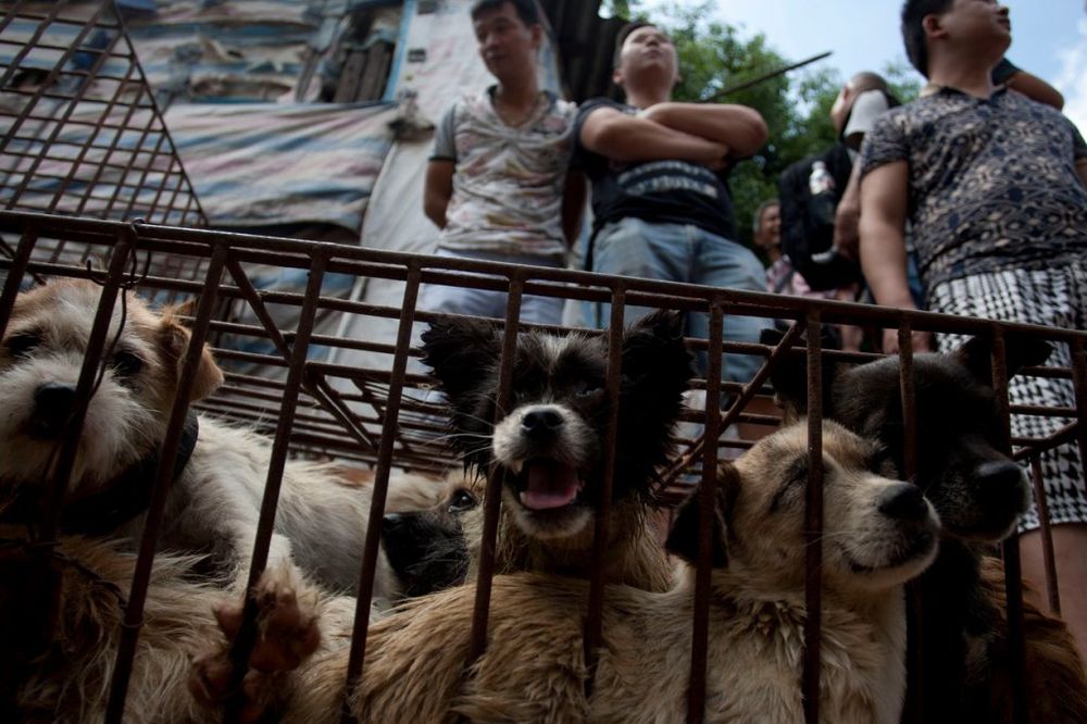 (FOTO) Kineskinja spasla 100 pasa da ne završe u loncu!
