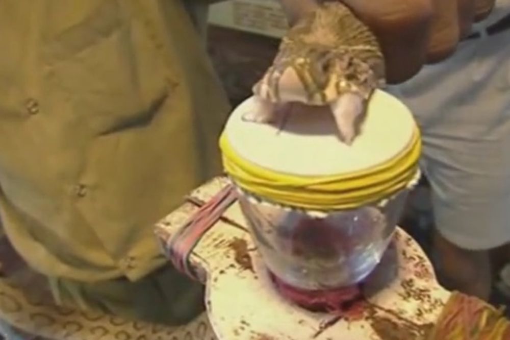 (VIDEO) OVO ĆE VAS ŠOKIRATI: Evo šta kap zmijskog otrova uradi ljudskoj krvi
