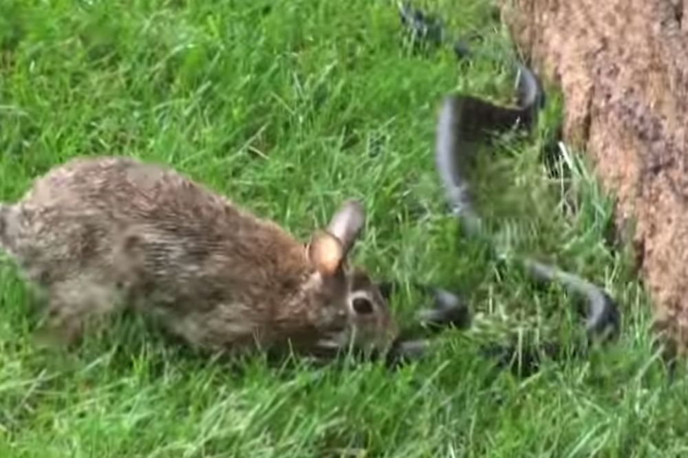(VIDEO) NEUSTRAŠIVA MAMA: Pogledajte kako je zečica najurila zmiju