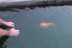 (VIDEO) ČAK SE IGRA I DOBACIVANJA: Ribica se ponaša kao pas
