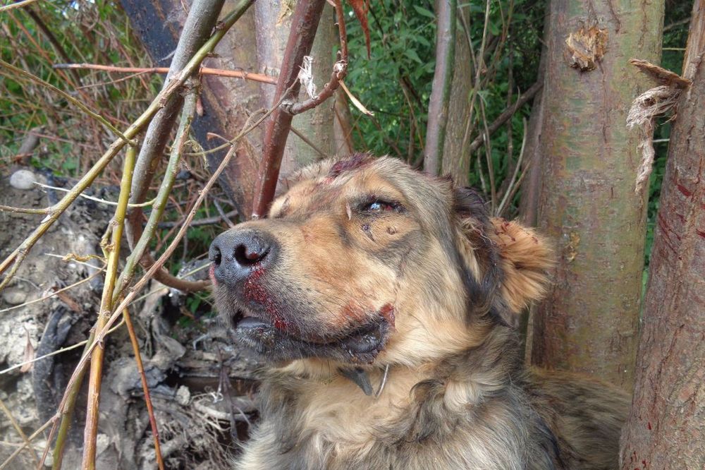 (FOTO) UZNEMIRUJUĆI SADRŽAJ: Sopstvenom psu razbio čekićem glavu jer mu je napao kokoške!