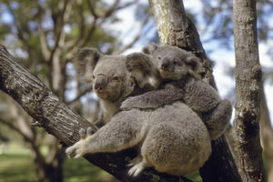 ČUDO PRIRODE: Znate li zbog čega koale grle drveće?
