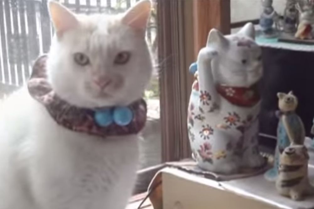 (VIDEO) GOLI U SEDLU: Pogledajte kako ova mačka uživa u vožnji motorom