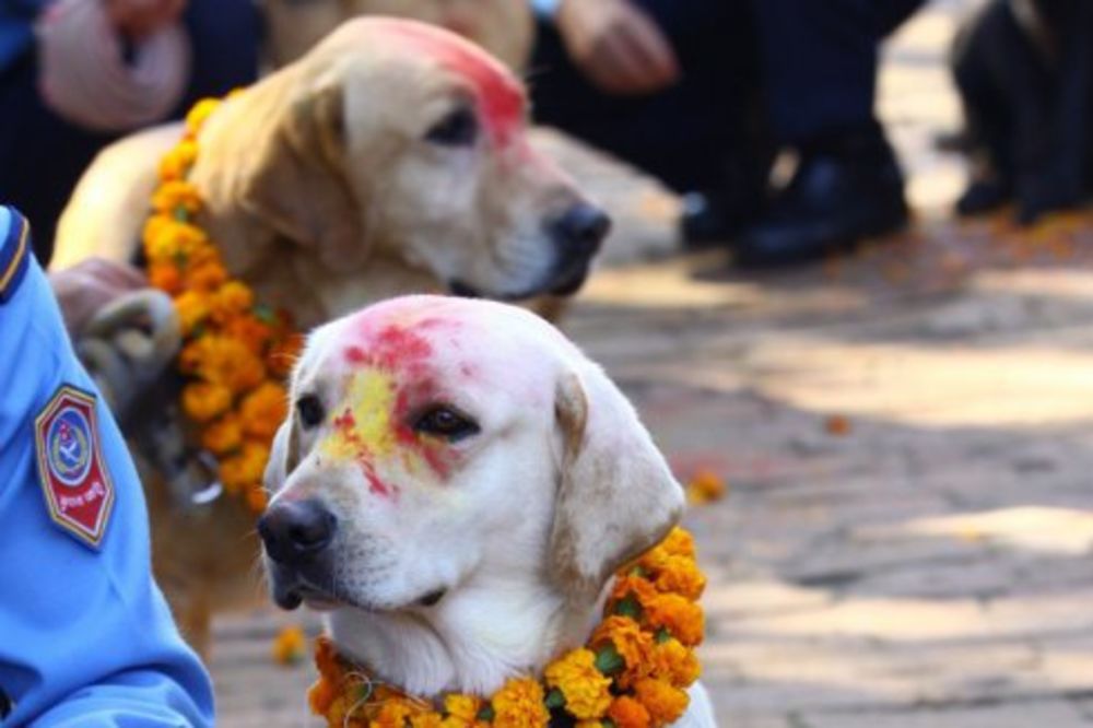 NEKO BI OVO TREBALO DA POKAŽE KINI: Nepal ima festival u čast pasa i njihovog prijateljstva