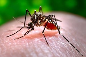BATUT UPOZORAVA: Budite oprezni, komarci zaraženi virusom zapadnog Nila pronađeni u Srbiji
