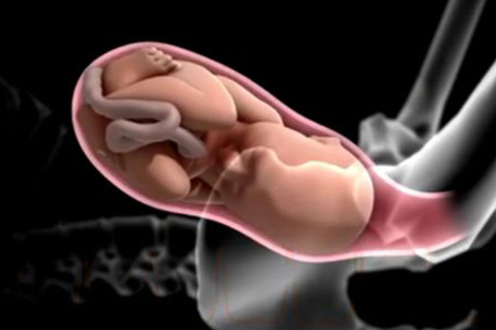 Pogledajte čudesnu animaciju koju su kreirali naučnici kako bi prikazali složenost i lepotu rađanja.