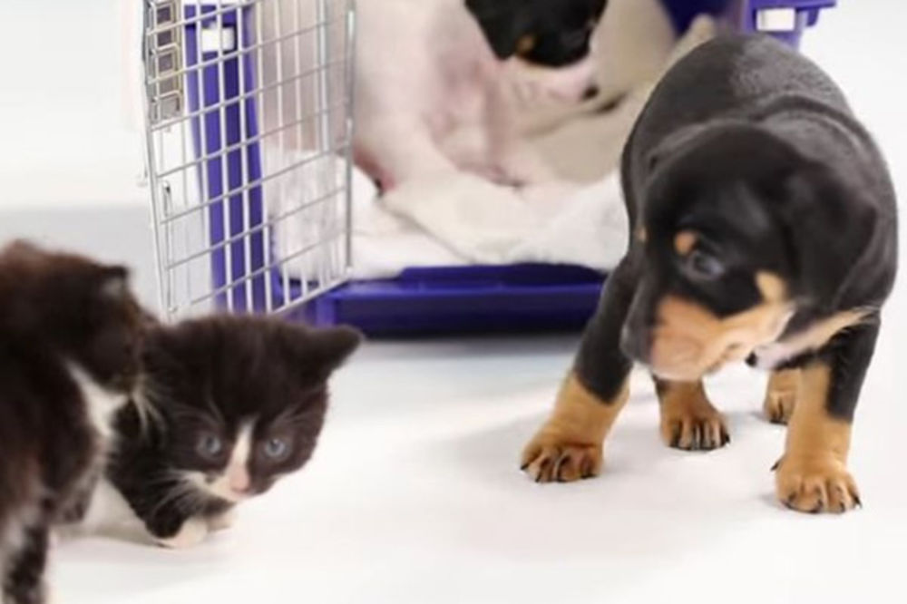 (VIDEO) RAZNEŽIĆETE TE: Kako izgleda kad se prvi put sretnu štene i mače