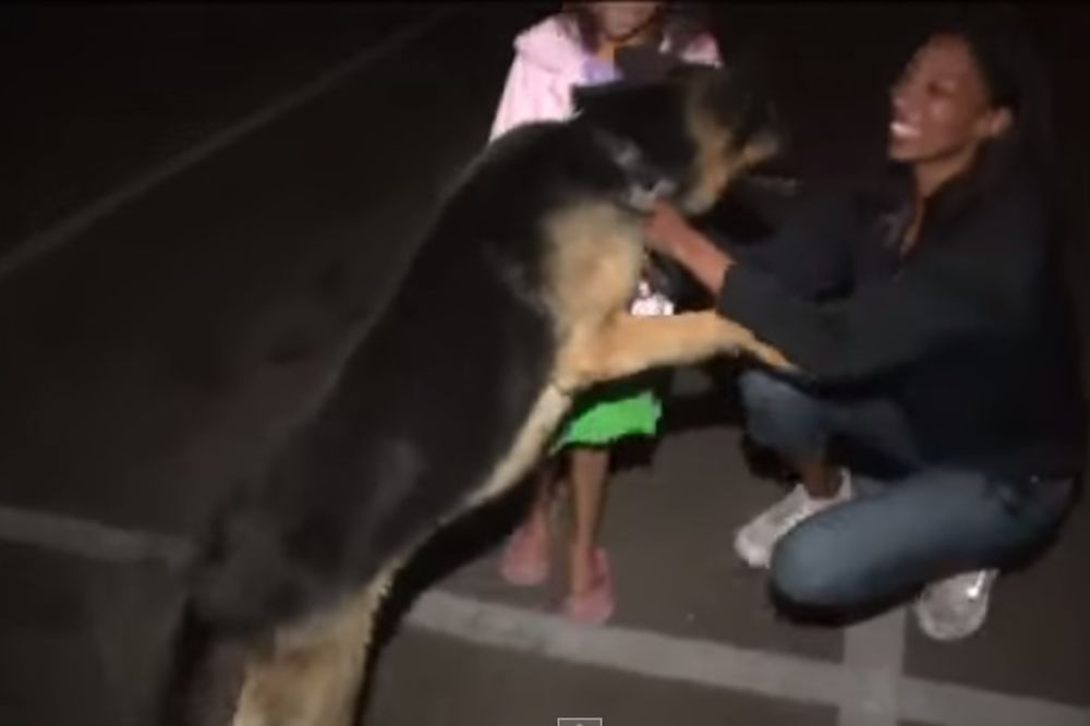 (VIDEO) NIKAD IH NIJE ZABORAVIO: Pas se vratio kući posle 3 godine