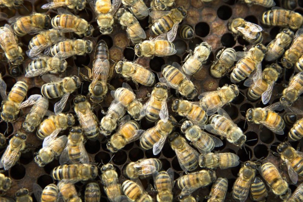 15. SABOR PČELARA KOD PETROVCA NA MLAVI: Povećane subvencije za pčelare
