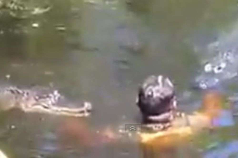 (VIDEO) Skočio je u močvaru punu krokodila, ali njegova reakcija je neverovatna