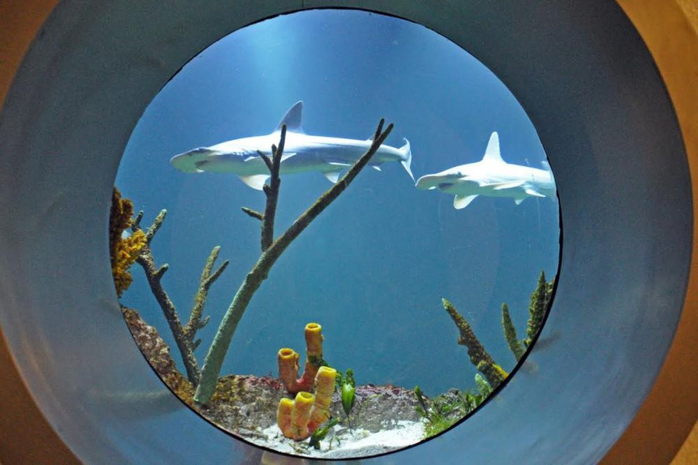 ATRAKCIJA: Bečka Kuća mora dobija novi akvarijum sa 500.000 litara morske vode!