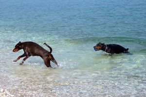 (FOTO) KOJA UŽIVANCIJA: Morski psi okupirali hrvatsku obalu! Ali ovi su baš slatki...