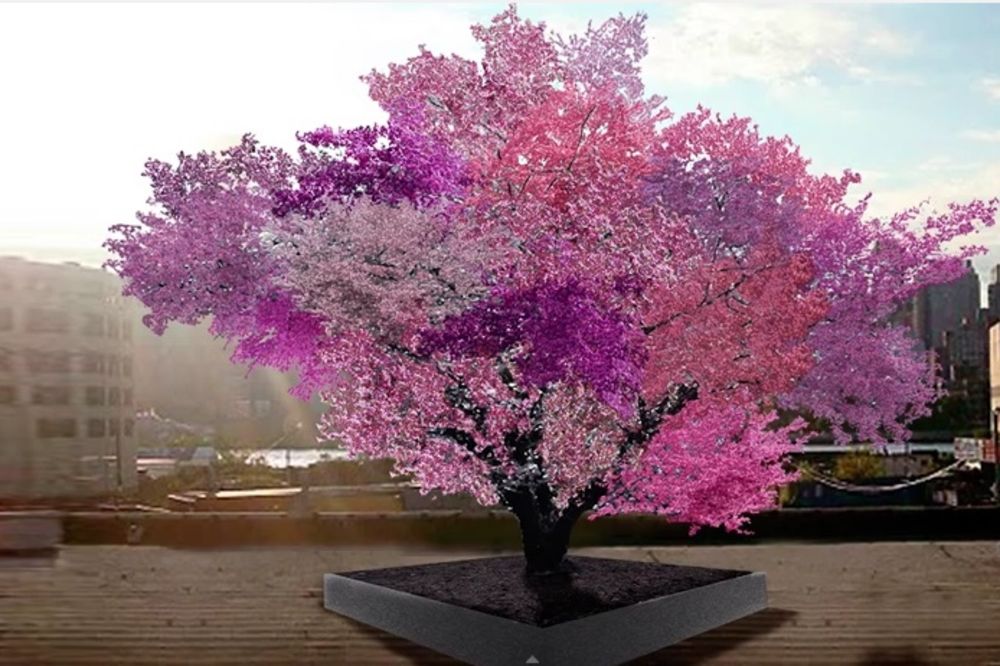 (VIDEO) OVO JOŠ NISMO VIDELI: Drvo na kome raste 40 vrsta voća