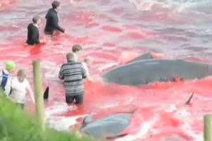 ČUDOVIŠTA NA FARSKIM OSTRVIMA: Ribari se smejali i šalili dok su masakrirali 250 kitova!