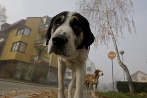 TUGA: Četiri psa uginula od toplotnog udara na izložbi u Leskovcu!