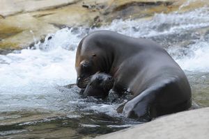 (FOTO) NEPLANIRANA PRINOVA: Neočekivano bečki zoo vrt dobio malu morsku lavicu!