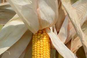Suša desetkovala rod subotičkog kukuruza