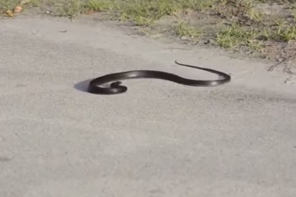 (VIDEO) ŠTA JE TO NJU PRESTRAVILO: Evo kako to izgleda kada zmija doživi srčani udar!