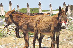 SAD SU ZAŠTIĆENI: Osnovana prva farma magaraca u Crnoj Gori