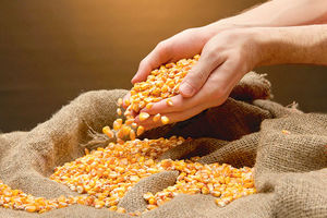 PODNETE KRIVIČNE PRIJAVE: Obrali i prodali tuđi kukuruz