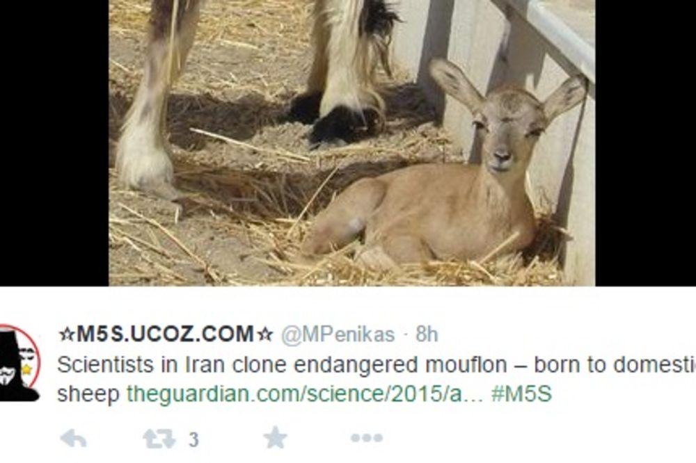 ŽELE DA GA SPASU IZUMIRANJA: Iranski naučnici uspešno klonirali muflona